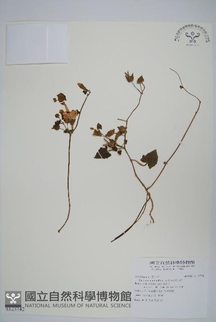 黑眼花藏品圖，第1張