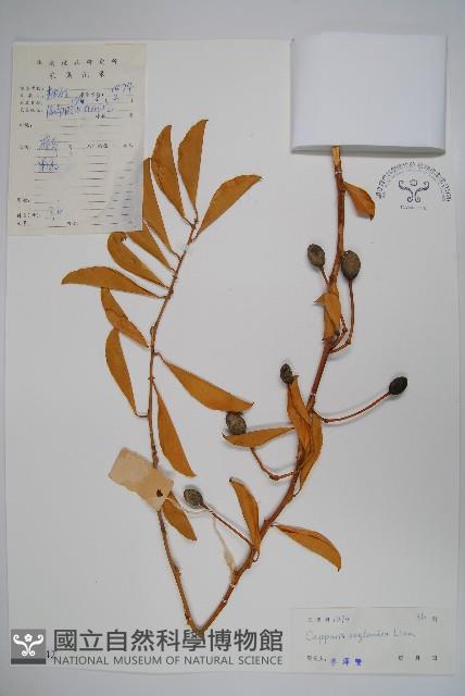 牛眼睛，錫蘭山柑，馬來西亞山柑，槌果藤藏品圖，第1張