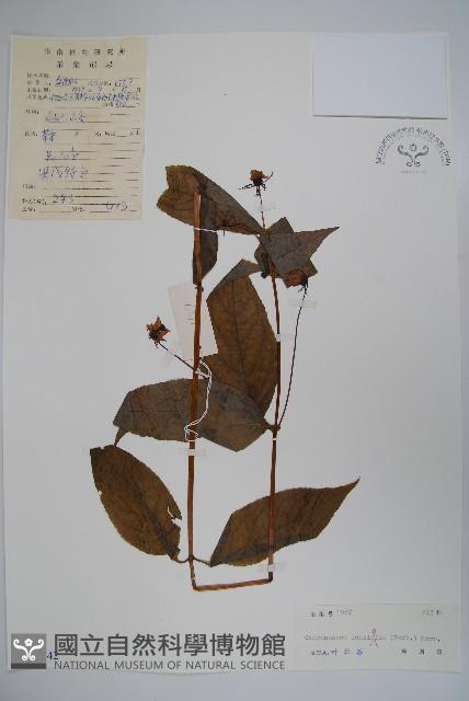 臺灣土黨參藏品圖，第1張