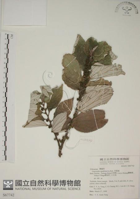 四脈麻藏品圖，第1張