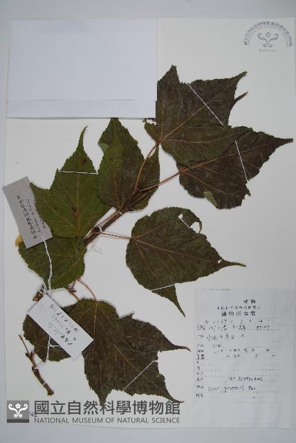 葛蘿槭藏品圖，第1張