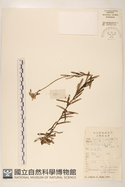 火絨草藏品圖，第1張