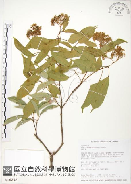 樟葉槭, 飛蛾子樹藏品圖，第1張