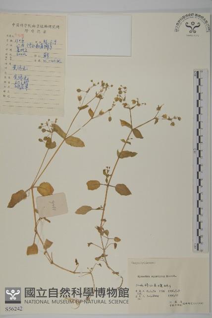 牛繁縷藏品圖，第1張