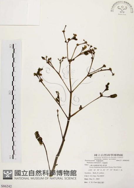 馬齒莧藏品圖，第1張