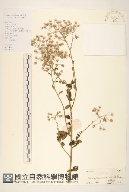 一枝香藏品圖，第1張