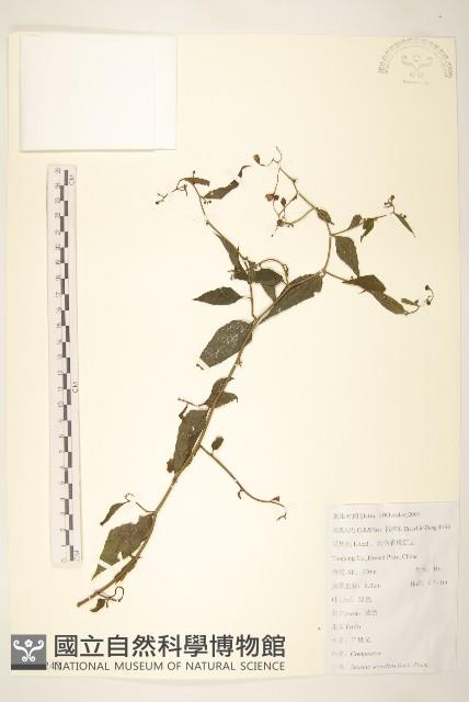 蔓黃菀藏品圖，第1張