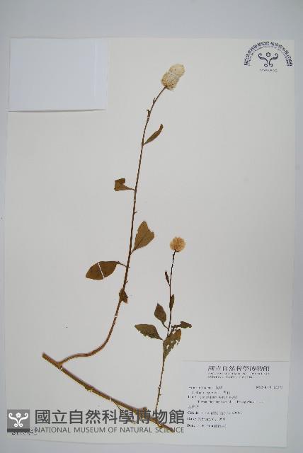 青葙藏品圖，第1張