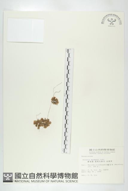 金錢草、錦地羅藏品圖，第1張