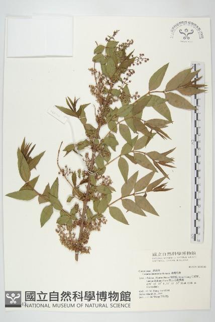 臺灣馬桑藏品圖，第1張