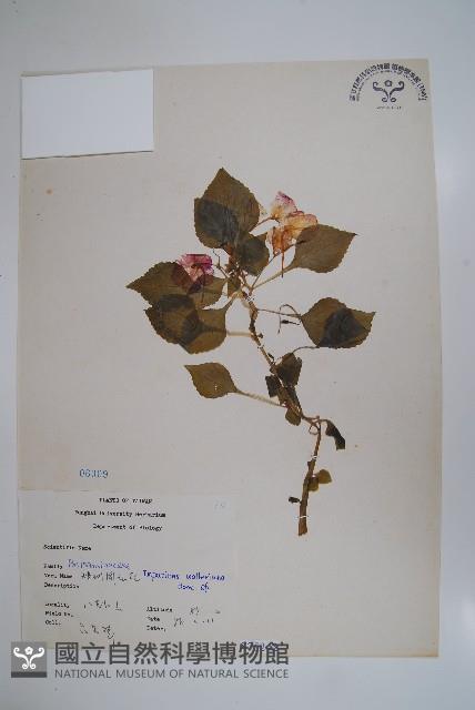 非洲鳳仙花藏品圖，第1張