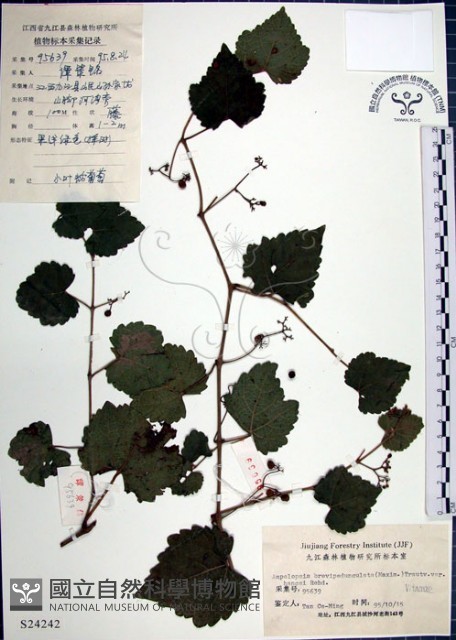 漢氏山葡萄藏品圖，第1張