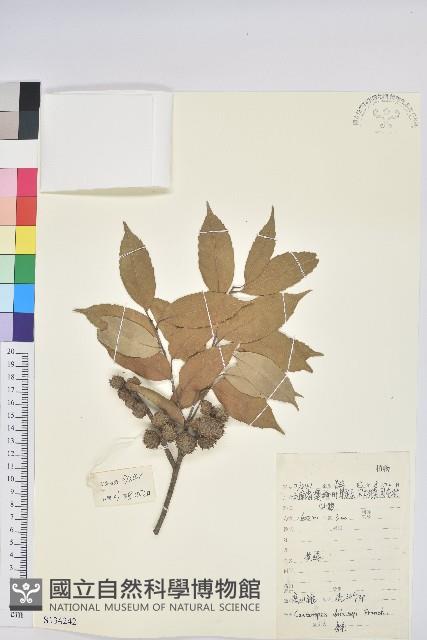 高山栲藏品圖，第1張