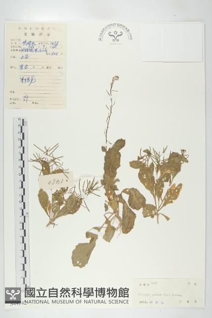 葶藶藏品圖，第1張