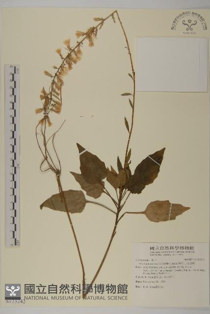 阿里山鬼督郵藏品圖，第1張