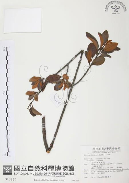 杜鵑桑寄生藏品圖，第1張