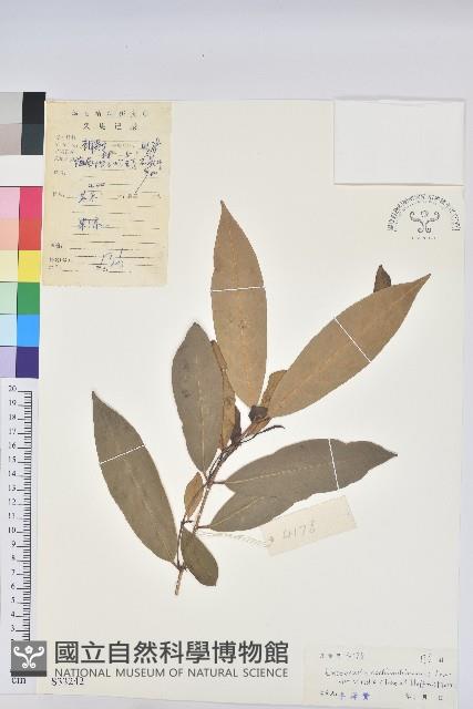 綠背桂花藏品圖，第1張