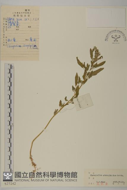 狹葉藜藏品圖，第1張