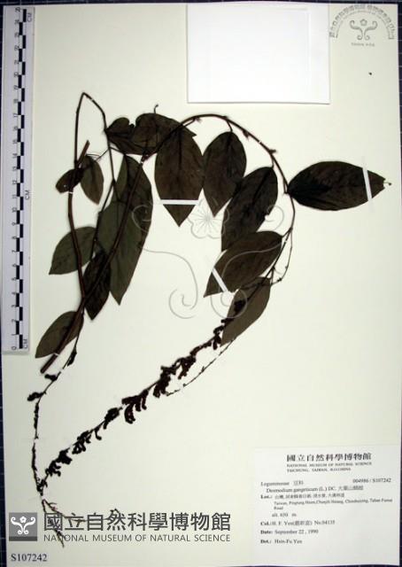 大葉山螞蝗藏品圖，第1張