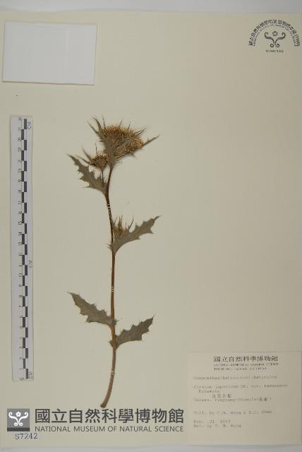 雞觴刺、島薊藏品圖，第1張