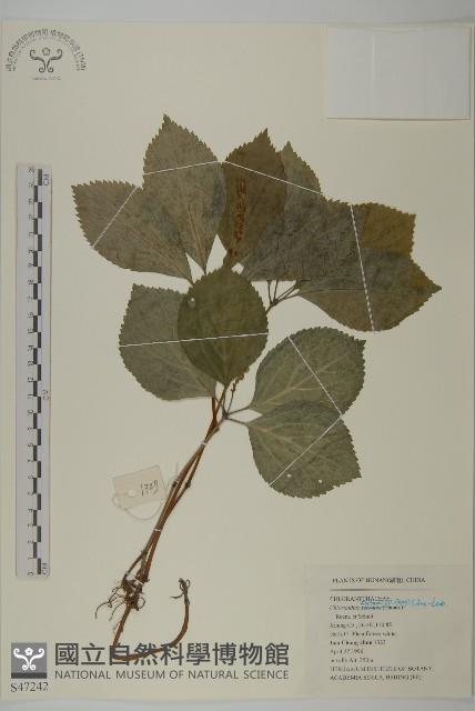 絲穗金粟蘭藏品圖，第1張