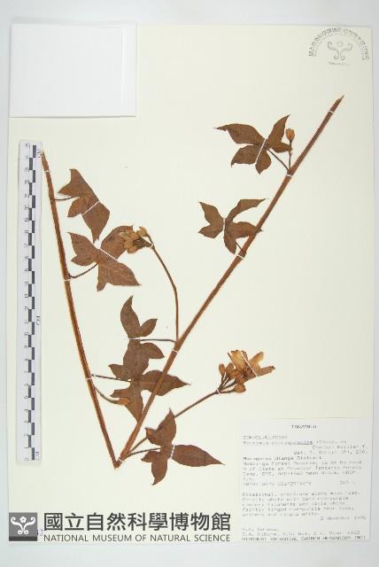 登錄號:S096442藏品圖，第1張