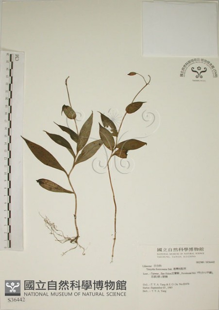 臺灣油點草藏品圖，第1張