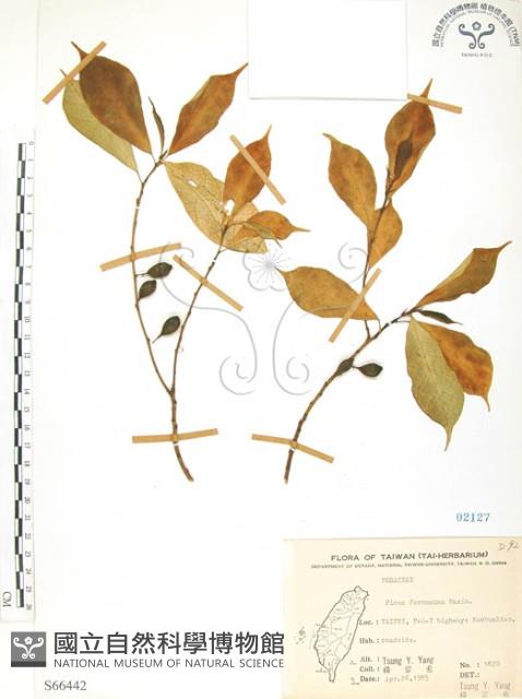 天仙果、臺灣榕藏品圖，第1張