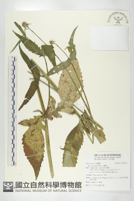 川續斷藏品圖，第1張