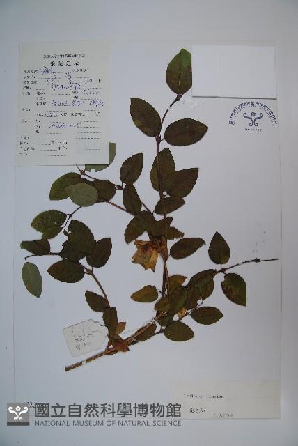 剛毛忍冬藏品圖，第1張