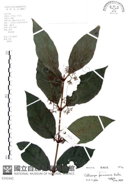 杜虹花，台灣紫珠藏品圖，第1張