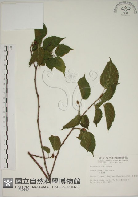 小桑樹藏品圖，第1張
