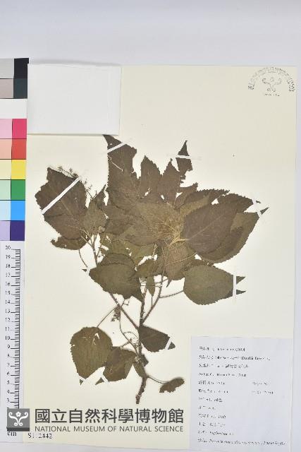 假扎包葉藏品圖，第1張