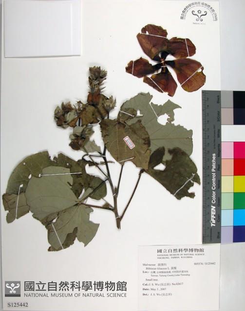 黃槿藏品圖，第1張