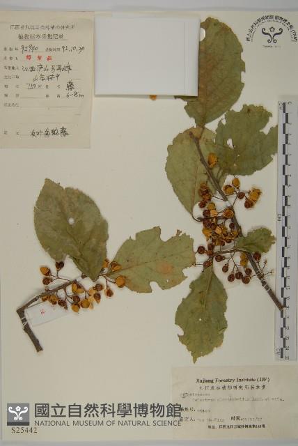 灰葉南蛇藤藏品圖，第1張