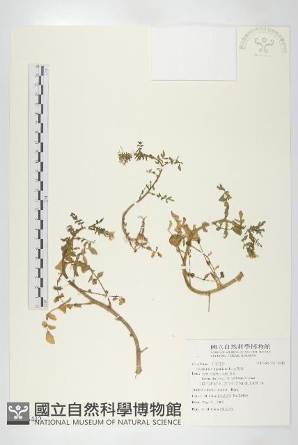 水芥菜、豆瓣菜、無心菜、水甕菜藏品圖，第1張