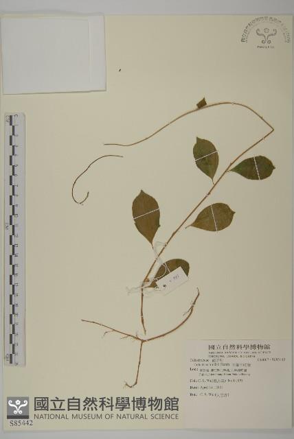 南華南蛇藤，青江藤藏品圖，第1張