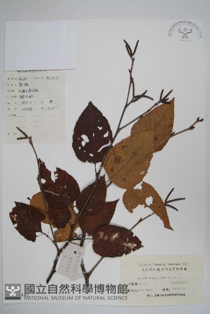 亮葉樺藏品圖，第1張