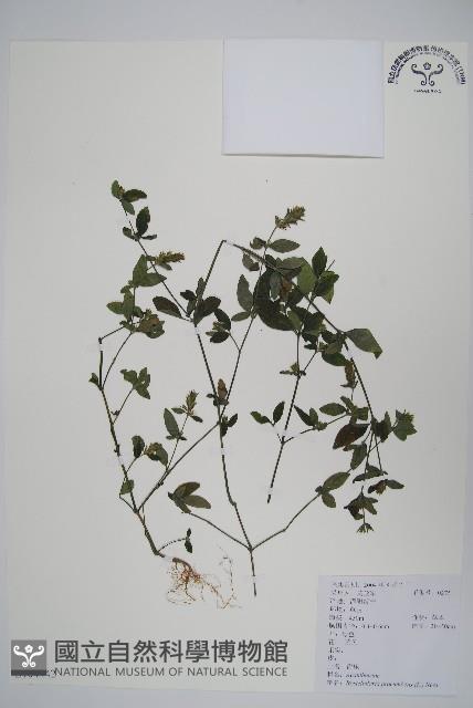 爵床、六角英藏品圖，第1張