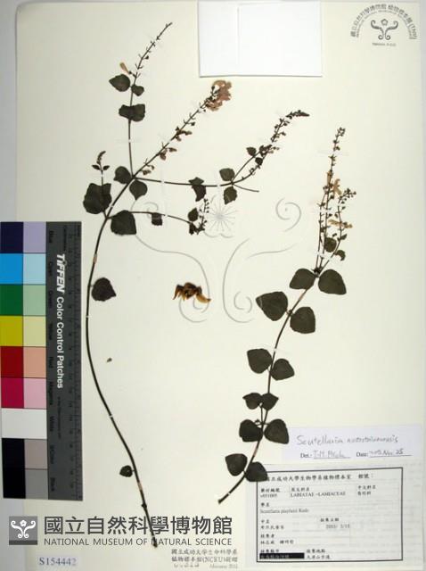 南台灣黃芩藏品圖，第1張