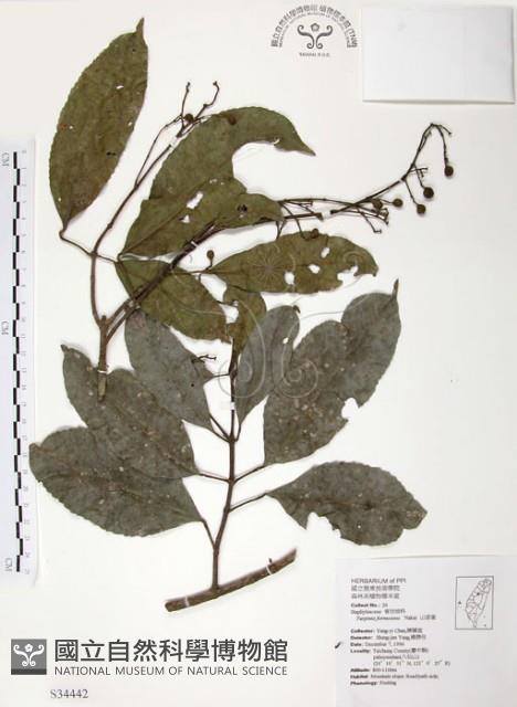 山香圓藏品圖，第1張