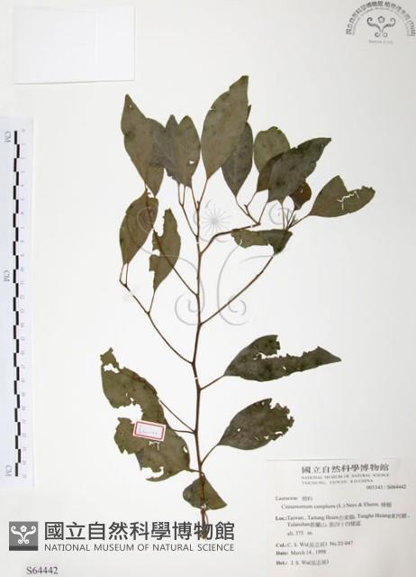 樟樹藏品圖，第1張