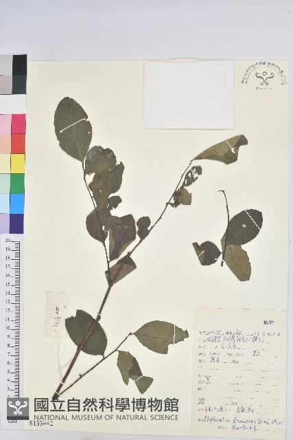 登錄號:S133442藏品圖，第1張