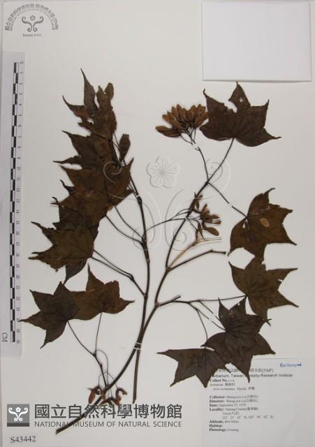 青楓藏品圖，第1張