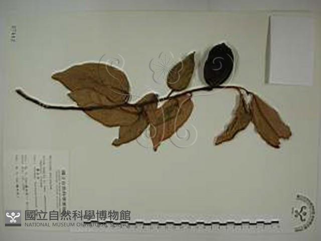 愛玉子藏品圖，第1張