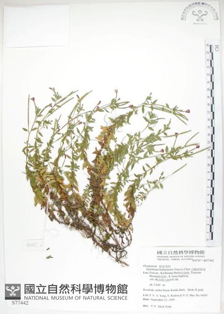 合歡柳葉菜藏品圖，第1張