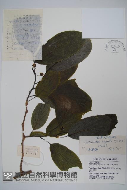 軟棗獼猴桃藏品圖，第1張