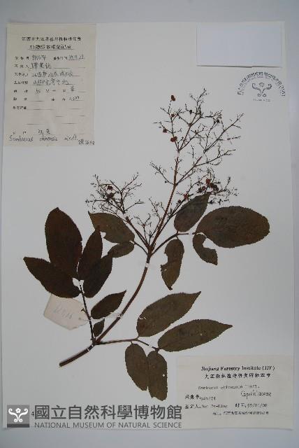 冇骨消藏品圖，第1張