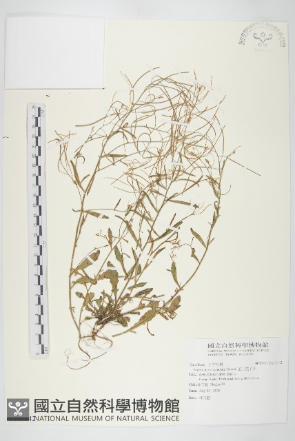 玉山筷子芥藏品圖，第1張