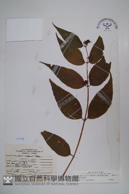 台灣土黨參藏品圖，第1張